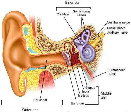 What Is An Ear Infection - QwickStep Answers Search Engine