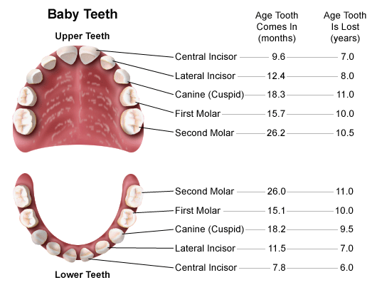 baby teething order chart
